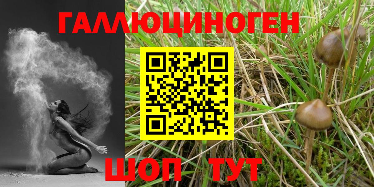 Пермь  Псилоцибиновые грибы Psilocybe  Вход с VPN 